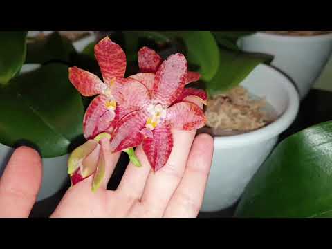 Видео: Новенькие 😍😍😍 Gigantea ..