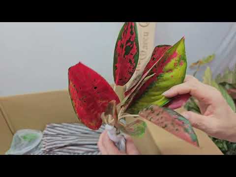 Видео: Распаковка Тайских Аглаонем. #aglaonema #аглаонема #อากลาโอเนมา