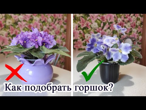 Видео: Как подобрать горшок для фиалки? Большой или маленький?