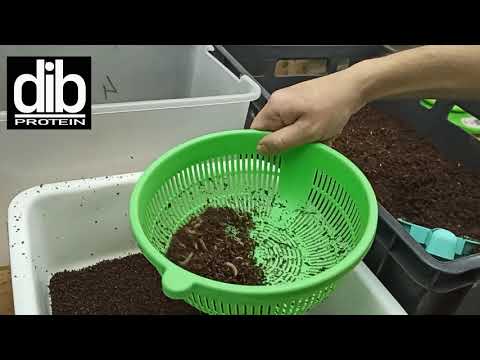 Видео: Как правильно просеять или отделить от влажного субстрата личинку чёрной львинки.