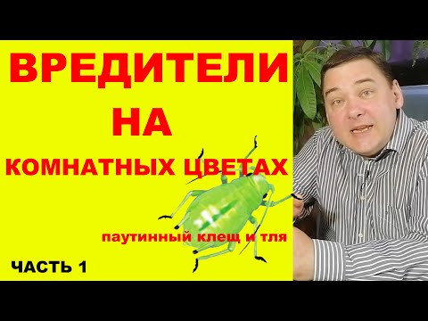 Видео: Вредители на комнатных растениях. Как избавиться на 100%. [Часть первая: паутинный клещ и тля]