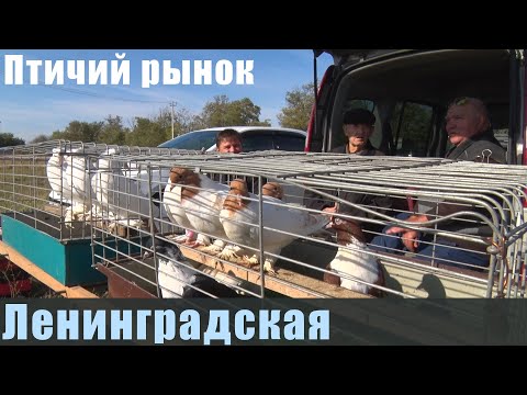 Видео: Птичий рынок. Ленинградская. Часть 2. [11.09.2022]