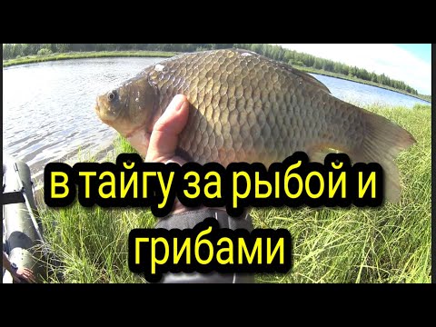 Видео: ТАЙГА/ИЗБА/РЫБАЛКА/ГРИБЫ/ отдых души #тайгахмао #изба