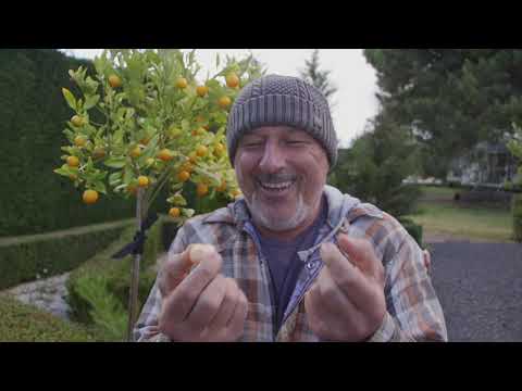 Видео: Советы по выращиванию кумквата