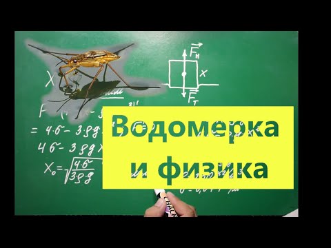 Видео: Водомерка и физика.