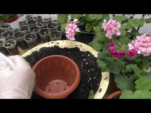 Видео: Перевалка молодых пеларгоний и подбор кашпо для них