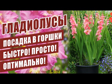 Видео: ГЛАДИОЛУСЫ. ПОСАДКА В ГОРШКИ (КАШПО). БЫСТРО! ПРОСТО! ОПТИМАЛЬНО!  HOW TO GLOW GLADIOLAS IN POTS