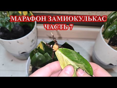 Видео: МАРАФОН ЗАМИОКУЛЬКАС ЧАСТЬ 7   проверяем клубешки через 5 недель укоренения