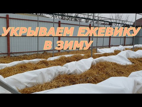 Видео: Укрытие ежевики в зиму