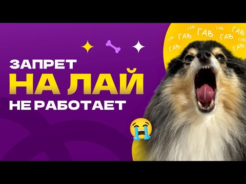 Видео: ОТУЧИТЬ СОБАКУ лаять на собак и прохожих, запрет на лай, нельзя гавкать