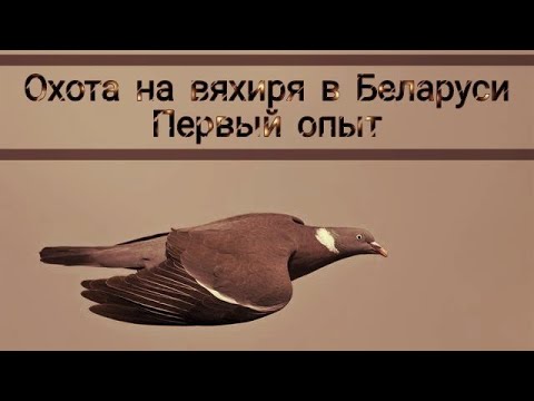 Видео: Охота на вяхиря в Беларуси. Первый опыт