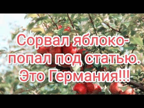 Видео: Штраф или тюрьма: что будет если угоститься яблоком(и)???