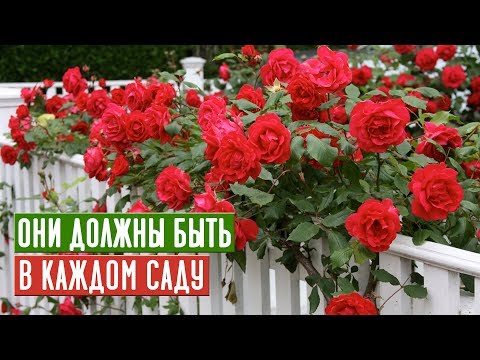 Видео: ОБЯЗАТЕЛЬНО ПОСАДИТЕ ПЛЕТИСТЫЕ РОЗЫ!!!  ТОП 10 ЛУЧШИХ СОРТОВ / Садовый гид