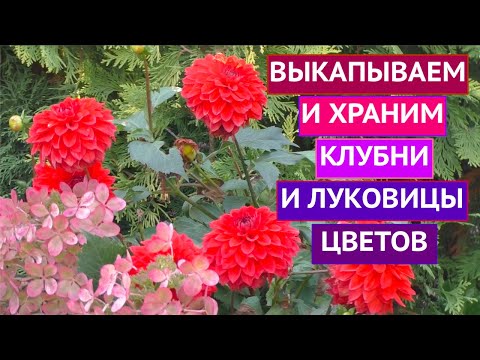 Видео: КОГДА ВЫКОПАТЬ И  КАК СОХРАНИТЬ ЗИМОЙ  КАЛЛЫ, КАННЫ, БЕГОНИИ, ГЛАДИОЛУСЫ И ГЕОРГИНЫ!