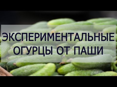 Видео: Экспериментальные огурцы от Паши 19 -02 -2018