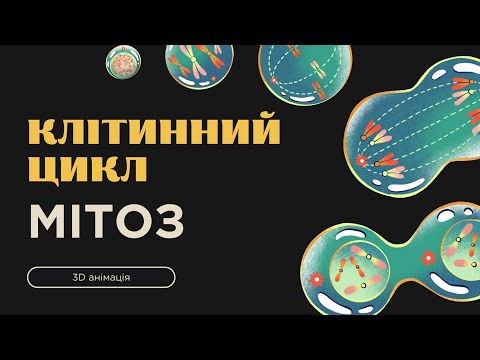 Видео: Клітинний цикл. Мітоз