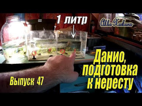 Видео: Подготовка данио к нересту (Аква Хижина, выпуск 47)