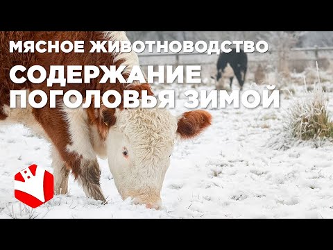 Видео: Содержание коров в зимний период | Мясное животноводство