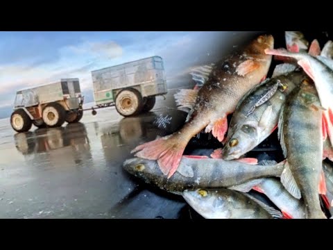 Видео: ЛАДОГА.КРЕНИЦЫ.Ловля окуня на блесну. Рыбалка в конце января.