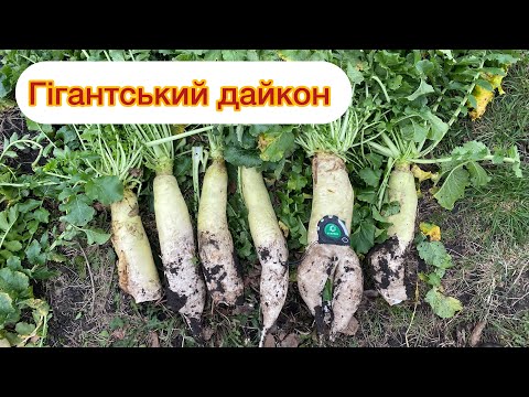 Видео: ШОК😱 150 ТОНН органіки із насіння дайкона❗️сидерати👍