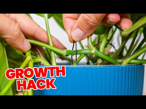 Видео: Жаль, что я не знал этого лайфхака с растениями 3 года назад!