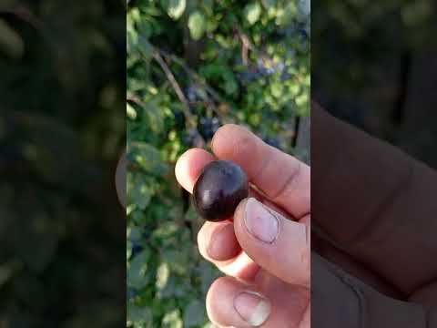 Видео: 17 сентября. 