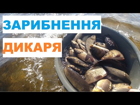Видео: Зарибнюємо ДИКЕ ОЗЕРО на РІВНЕНЩИНІ! Експедиція по ЗАРИБОК КОРОПА! #KomandaA #КомандаА #jambomambo