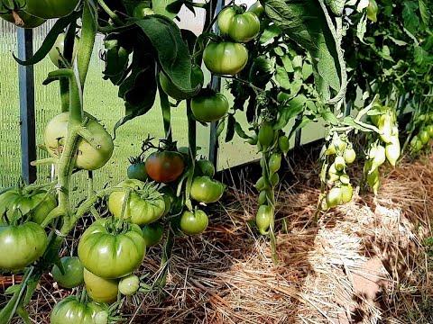 Видео: ВЕРШИННАЯ ГНИЛЬ на ТОМАТАХ ❗❗ Как СПАСТИ УРОЖАЙ 📌💯 Кальциевая Подкормка от Вершинной гнили👌