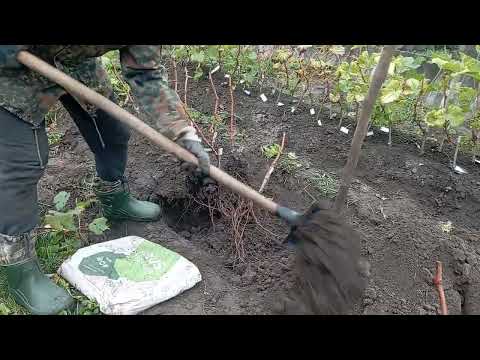 Видео: Виноград на Волині. Саджанці зі шкілки. Варіанти посадки винограду.