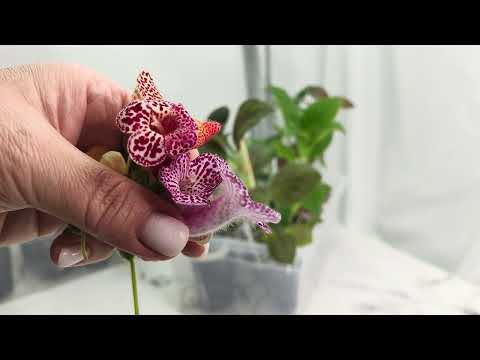 Видео: Излишки растений на 28мая 25г 🌿🌸☘️🌺#комнатныерастения #растенияпочтой #plants #цветы