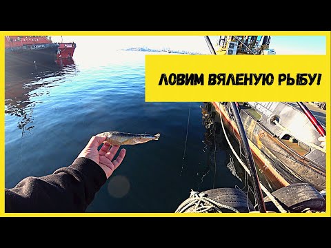 Видео: Ловим уже готовую рыбу. Рыбалка с пирса. Корюшка.