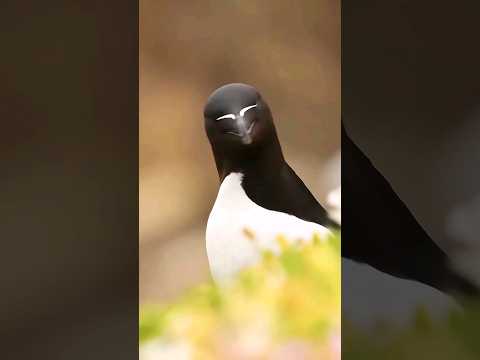 Видео: Птица с уникальным взглядом. Гагарка