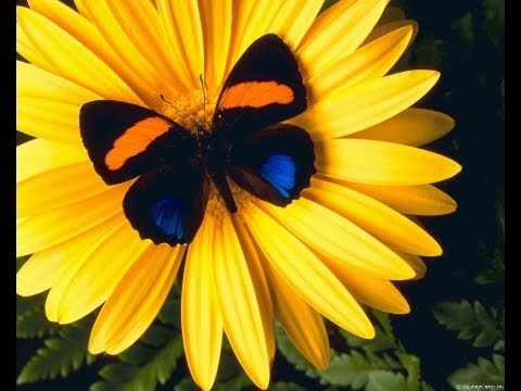 Видео: FLYLady / Флайледи. Система. С чего начать?