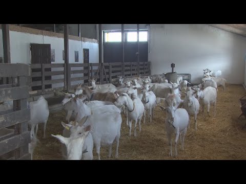 Видео: Алматының Шалқар ауылында дәрігерлер ешкі фермасын ашқан