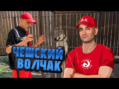 Видео: Чехословацкая волчья собака