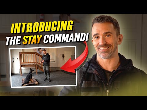 Видео: Простой способ научить собаку команде «Стоять!»