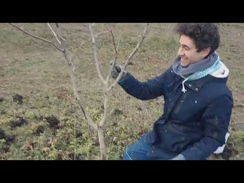 Видео: Ефективно Торене за Овошки