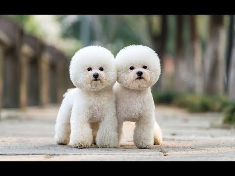 Видео: БИШОН ФРИЗЕ ВСЕ О ПОРОДЕ. ИНТЕРЕСНЫЕ ФАКТЫ