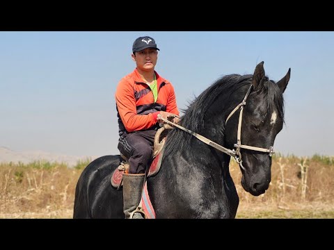 Видео: ФРАНКЕЛЬГЕ ИШЕНЕМ АТ ЖАКШЫ 