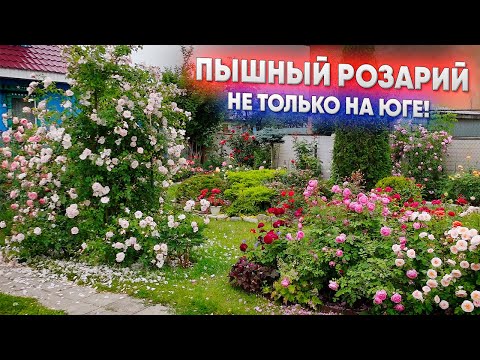 Видео: Пышный розарий - не только на юге!