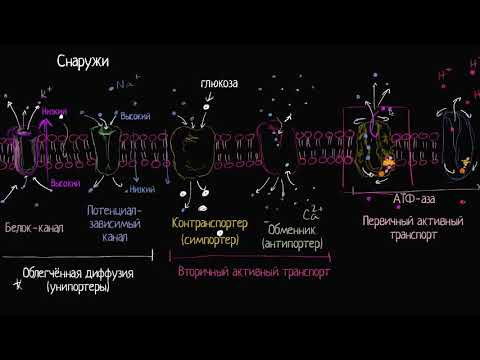 Видео: Унипортеры, симпортеры и антипортеры (видео 11)| Мембранный транспорт  | Биология