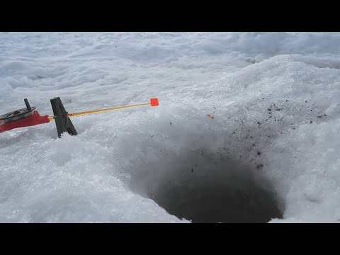 Видео: ПОПАЛ НА ВЕЧЕРНИЙ ЖОР ГУСТЕРЫ. ЗАГИБАЕТ КИВОК НА КАЖДОМ ЗАБРОСЕ!
