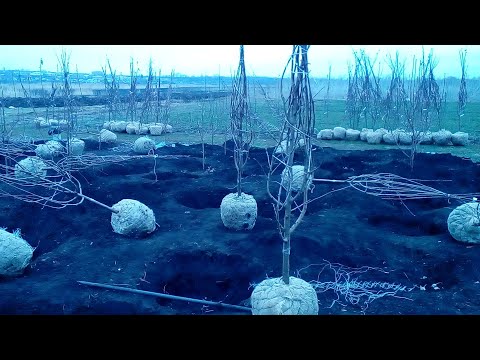 Видео: КАК ВЫКОПАТЬ  ВЗРОСЛОЕ ДЕРЕВО,КАК ПЕРЕСАДИТЬ БОЛЬШОЕ ДЕРЕВО С КОМОМ ЗЕМЛИ.УПАКОВКА КОРНЕВОЙ СИСТЕМЫ.