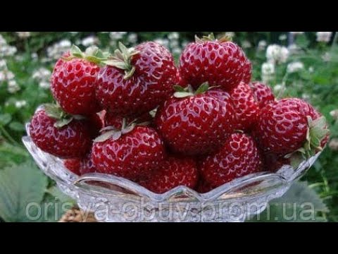 Видео: Міце Шидлер і Азія,полуниця яку сьогодні висаджую .