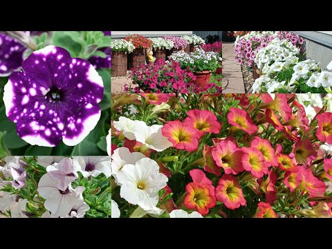Видео: Обзор петуний в сезоне 2024 в моем маленьком дворике. 12.06.2024. Владимирская область.