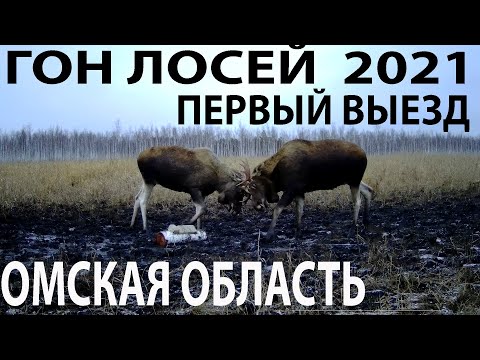Видео: Гон лосей2021 Первый выезд Омская область