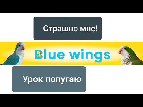 Видео: СТРАШНО МНЕ, ПОПУГИВАЮСЬ Я! УРОК ДЛЯ ПОПУГАЯ. УЧИМ ПОПУГАЯ ГОВОРИТЬ.