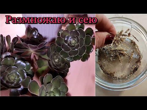 Видео: Размножение эониумов. суккуленты. Сею семена