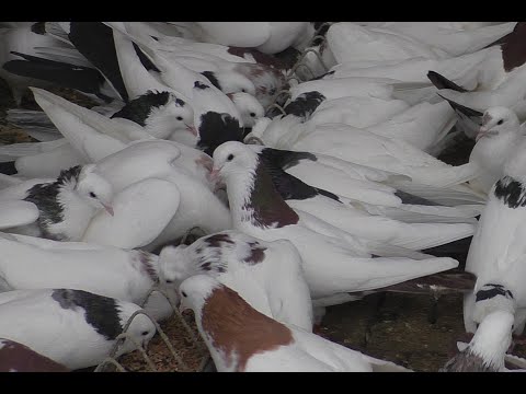 Видео: УНИКАЛЬНЫЕ БОЙНЫЕ ГОЛУБИ В МОСКВЕ ,   ПИТОМНИК МАРКА ЧАСТЬ- 2 АЯ  !!!#pigeons# #Tauben#көгершіндер#