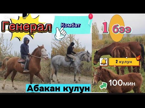 Видео: Генерал менен Комбат бээ жана кулундар сатылат